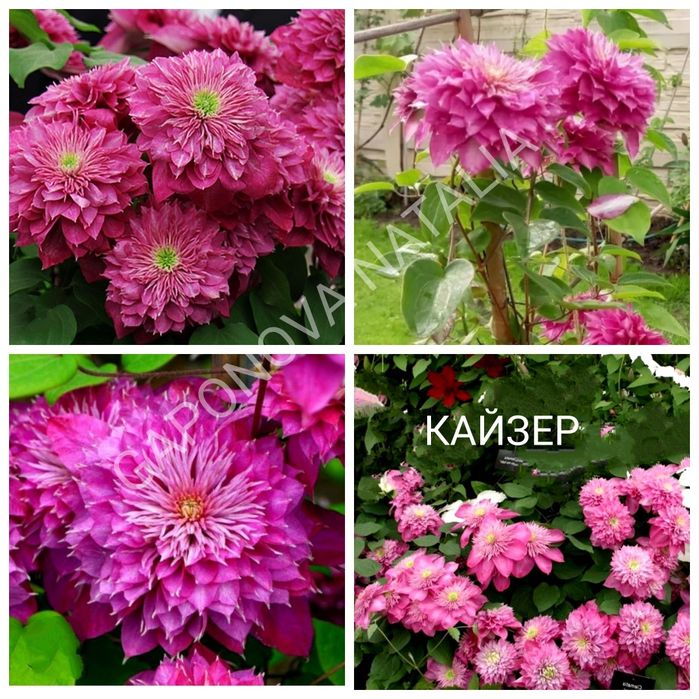Саджанці клематиса