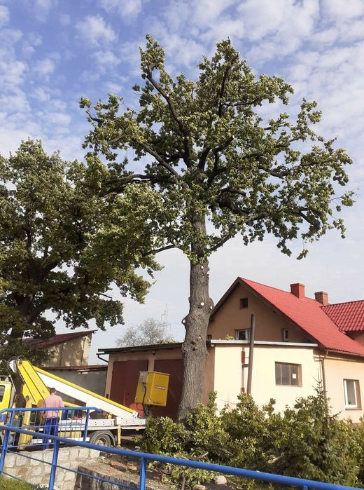 Wycinka/pielęgnacja drzew, mulczowanie zarośli przycinanie tuji i żywo
