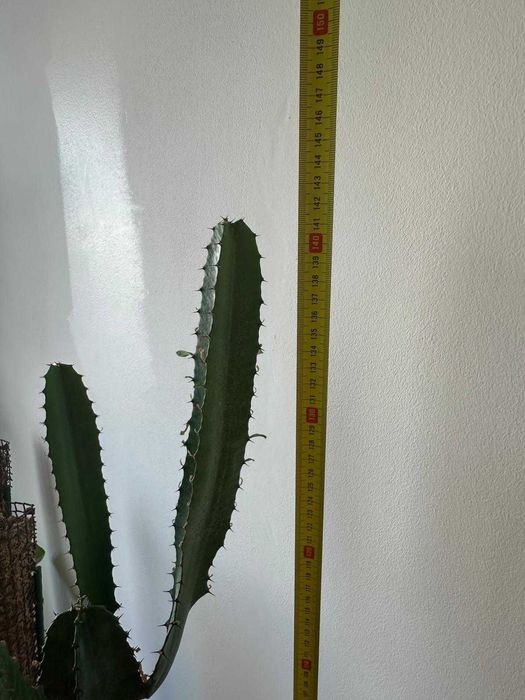 Lote ~15 plantas interior + acessórios premium jardinagem