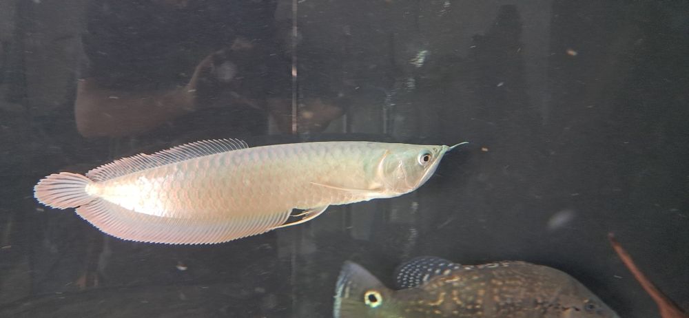 Vendo Arowanas  silver e albinas