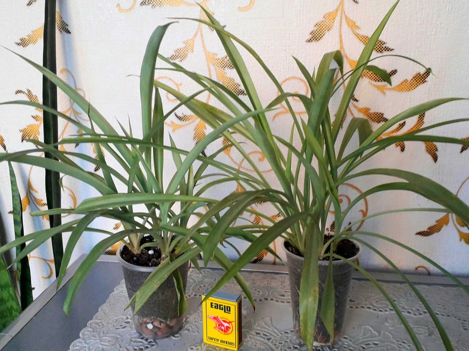 Хлорофитум. Цветы, комнатные. Рео, Вазоны, вазони.