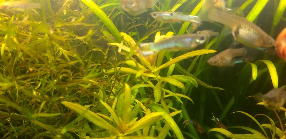 Guppys Endler  Green