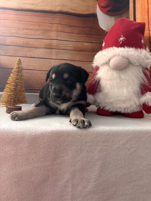 Щенок, цуценя, собака, песик, щеня