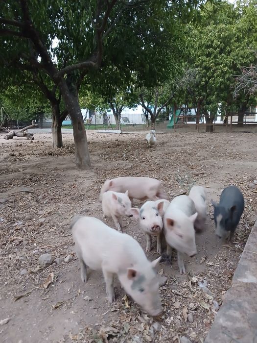 Poorcoos anões.!
