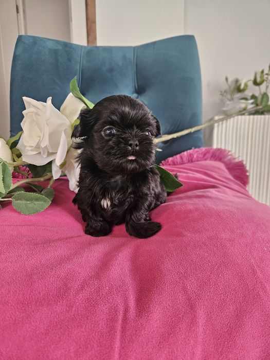Shih tzu szczeniaczki