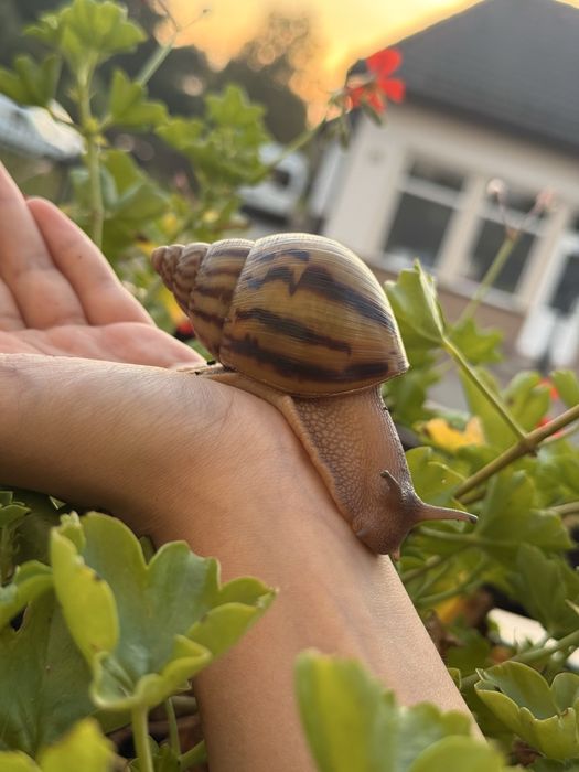 Ślimak afrykański Achatina Achatina Nigeria Standard