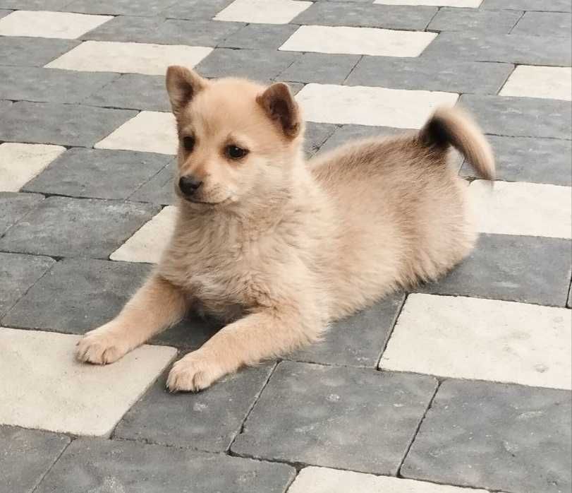 віддам собачок в добрі руки
