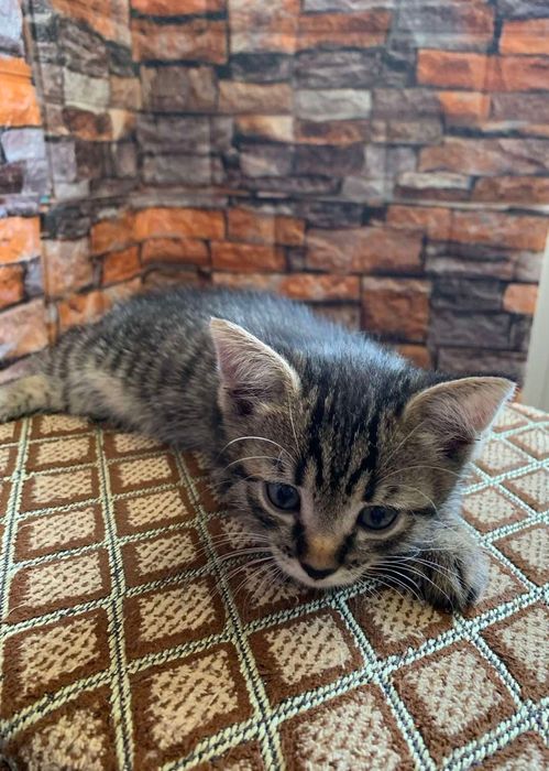 Віддамо кошенят в добрі руки