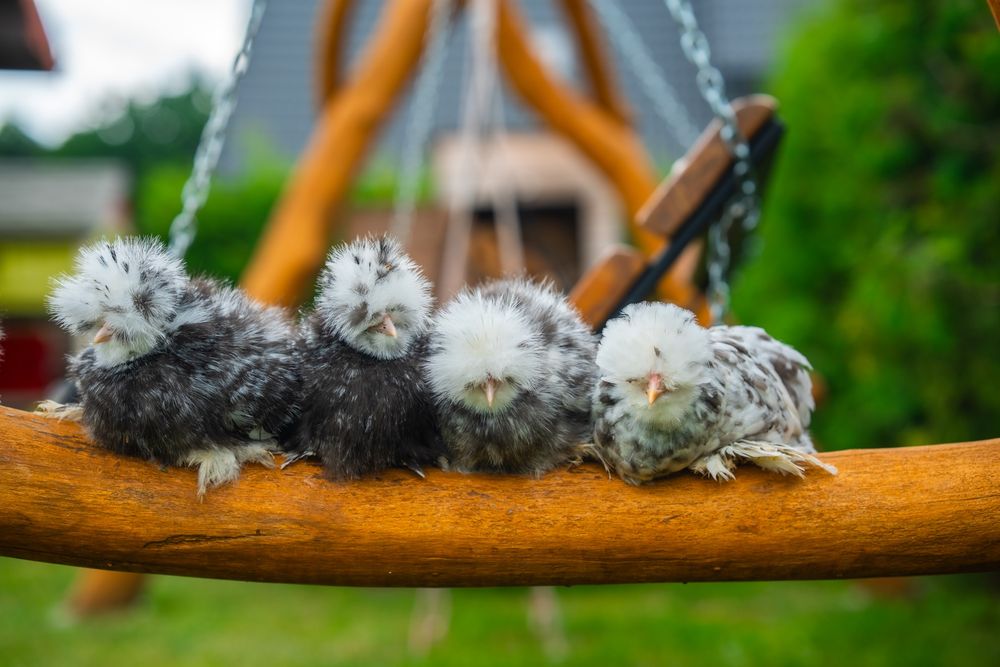 Kurki barwy mottled silka kura jedwabista