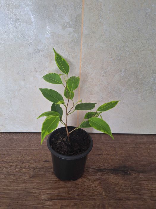 Фікуси бенджаміна неон, алі, анастасія, амстел голд