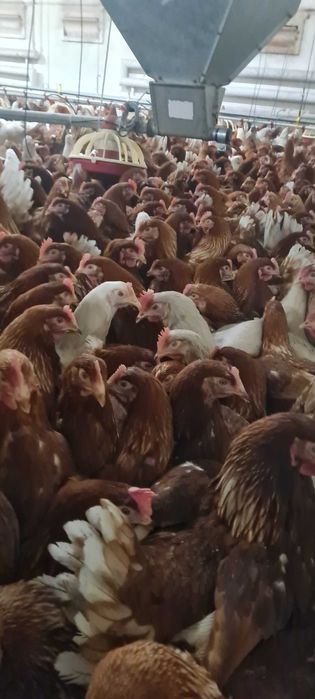 Kury Nioski Z jajkiem.Młode kurki z wolnego wybiegu z dowozem Gratis.