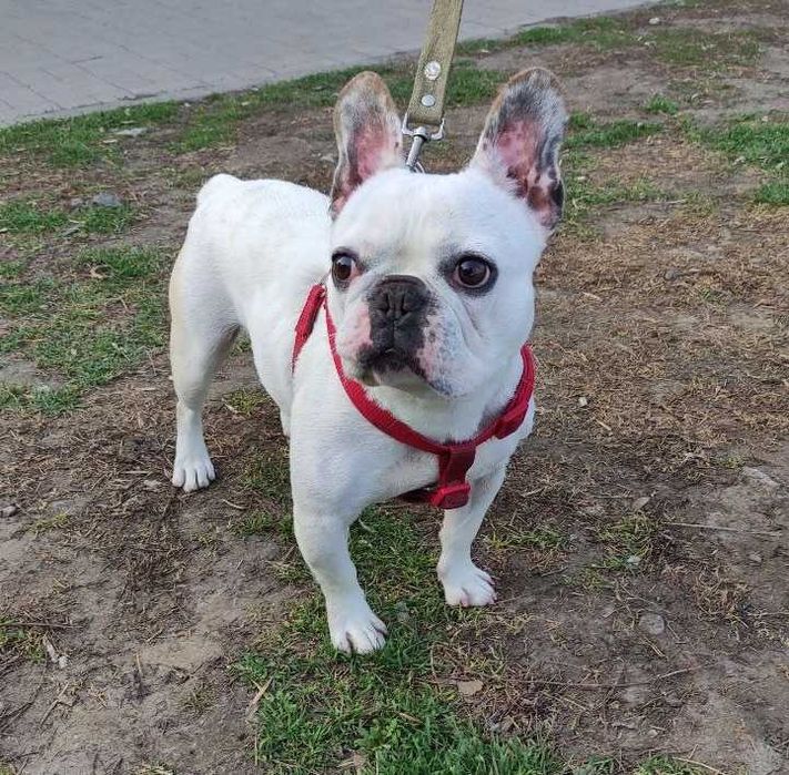 ДОБРЫЙ собака Французский бульдог Оскар, 2 года, ГЛУХОЙ, кусается