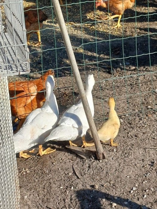 Patos/as para venda