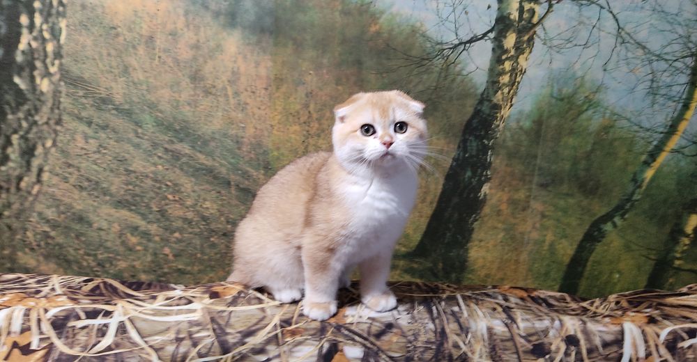 Золотий шиншила хлопчик