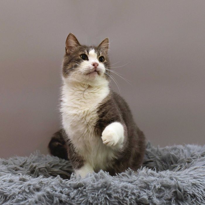 Котик Босс ждет свою семью