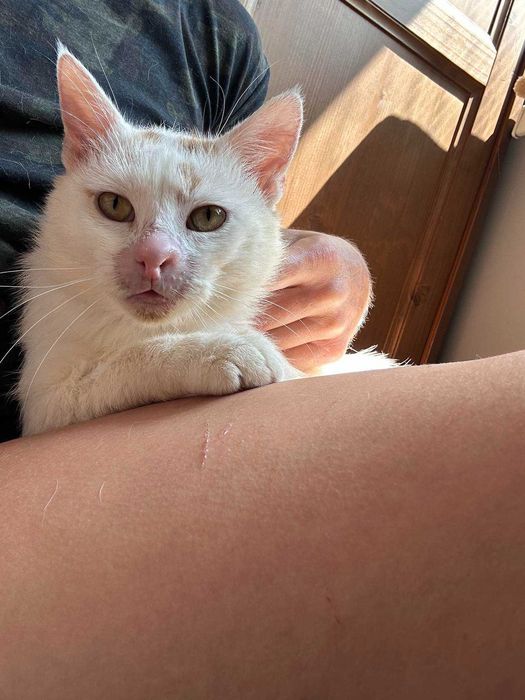 Kubuś szuka swojego domu