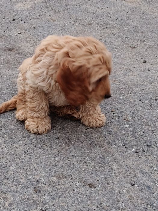 Cockapoo szczeniak