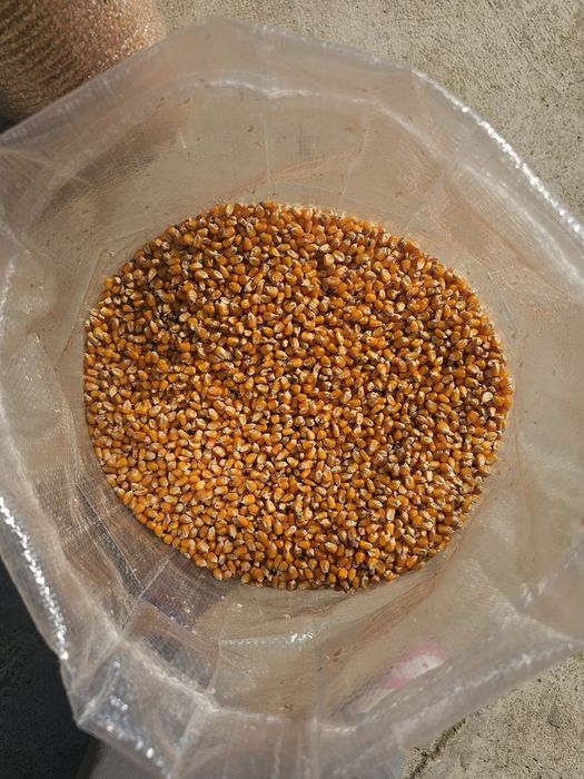 Milho Miúdo RM Agro - Colheita 2025