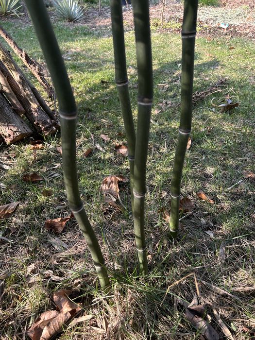 Bambus drzewiasty Phyllostachys Nuda