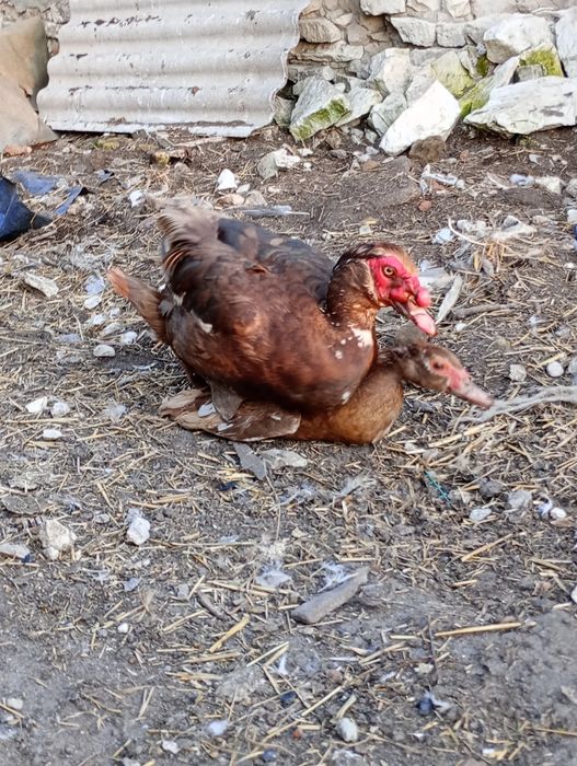 Jaja lęgowe od kaczek piżmowych