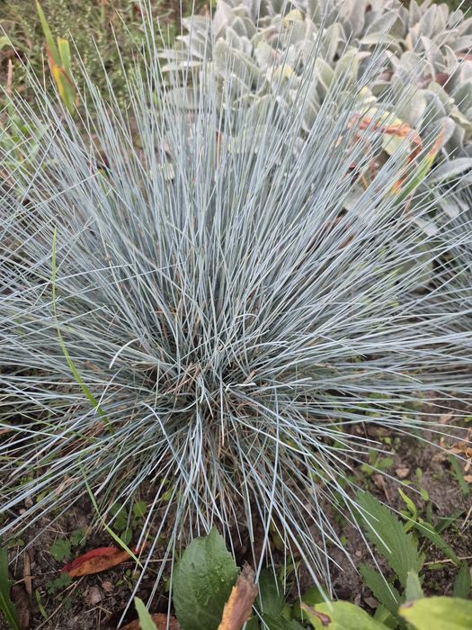 Декоративні трави: вівсяниця,піщаний колосняк