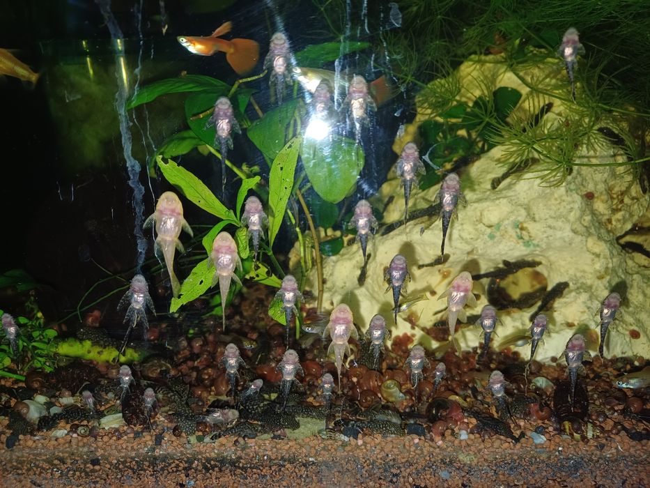 Rybki glonojady 4-5cm.