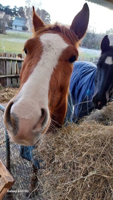 Niemiecki Koń Sportowy