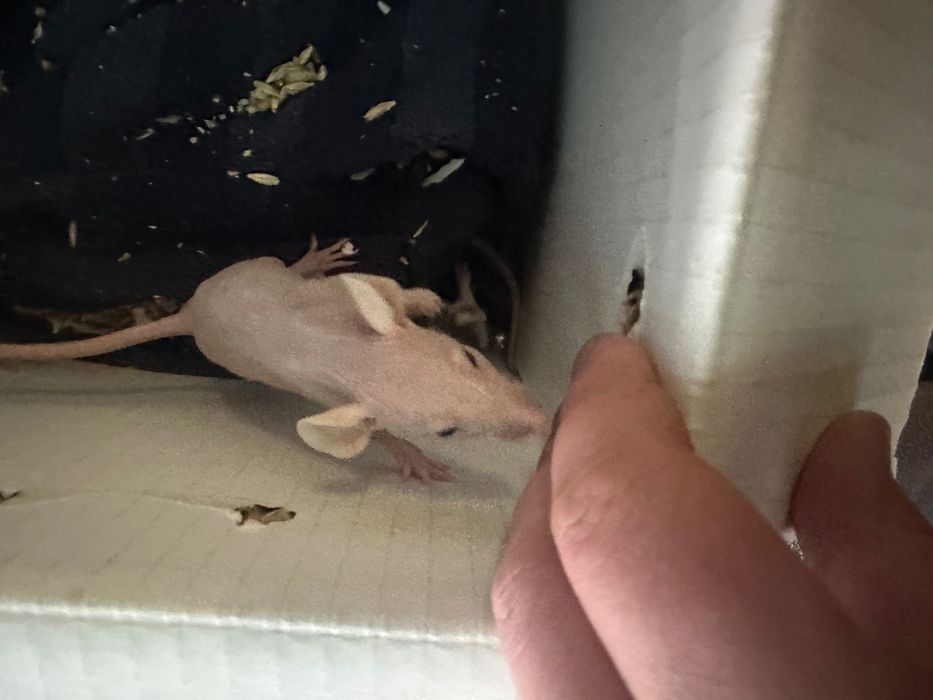 Крыска сфинкс (1 месяц) ручные !!