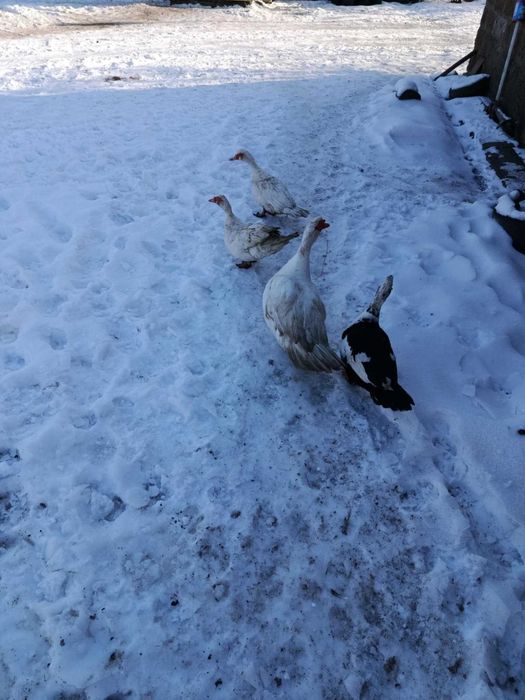 Kaczki/kaczory pekinki