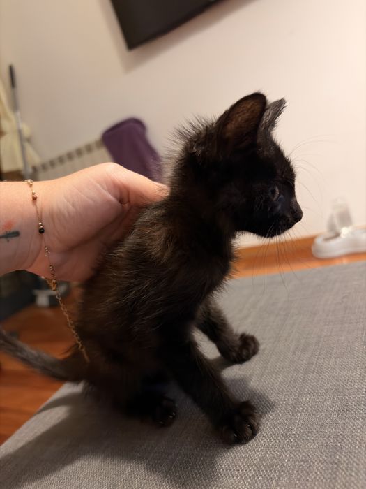 Doação Gato Filhote