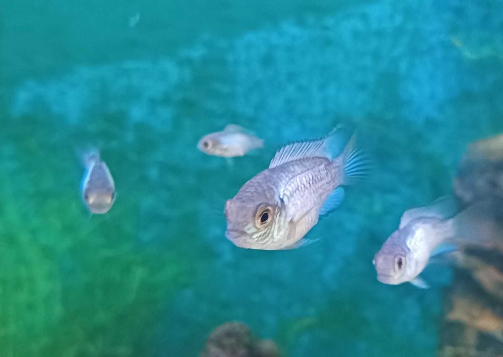 Andinocaras sp "Electric Blue" (6 cm)