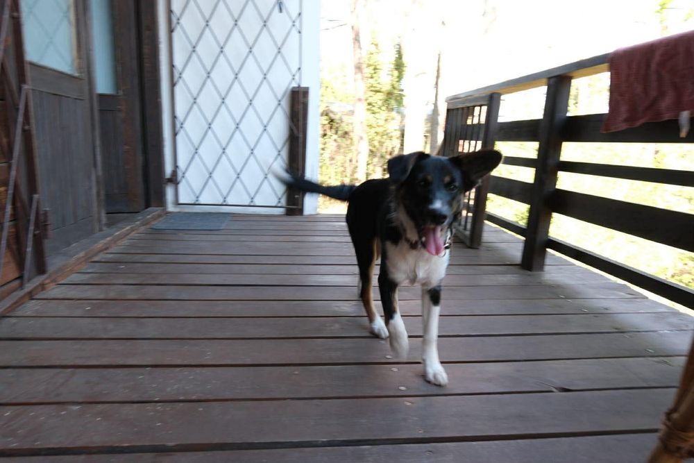 Piekna psina szula swojego pana