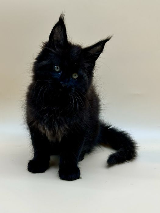 Мейн кун девочка