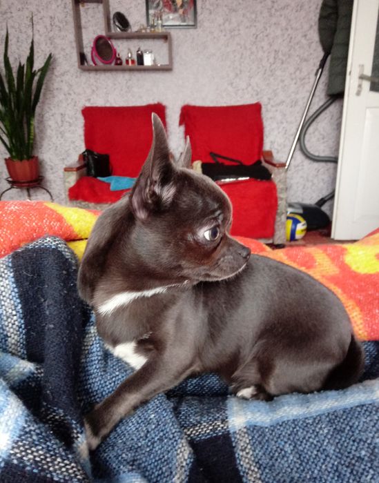 В'язка.В'язка.В'язка.Чіхуахуа чекаємо на зустріч з дівчинкою .