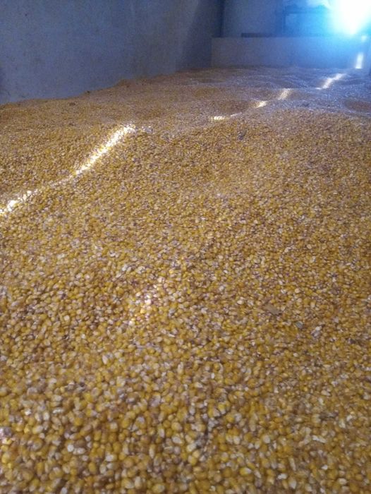 Kukurydza w całosci  gnieciona oraz śrutowana