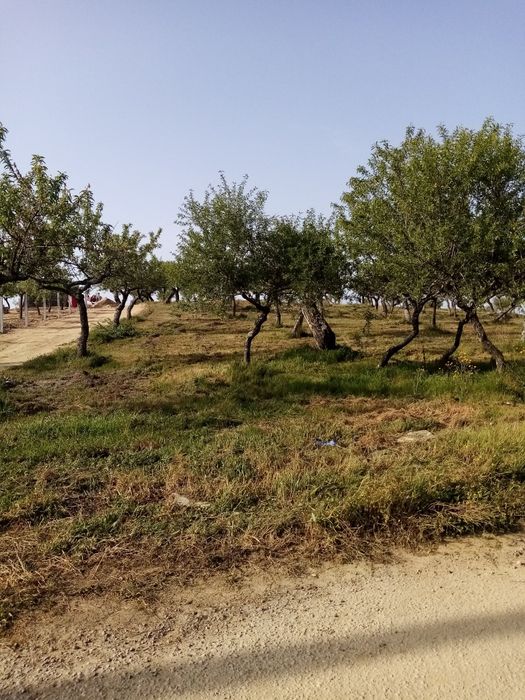 Terreno rústico em sequeiros Moncorvo
