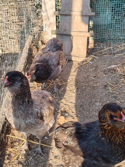 Araukany pary,koguty