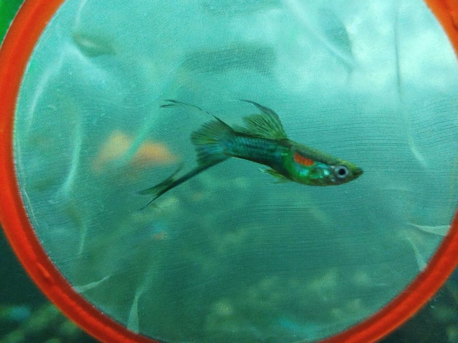 Rybka akwariowa gupik pawie oczko