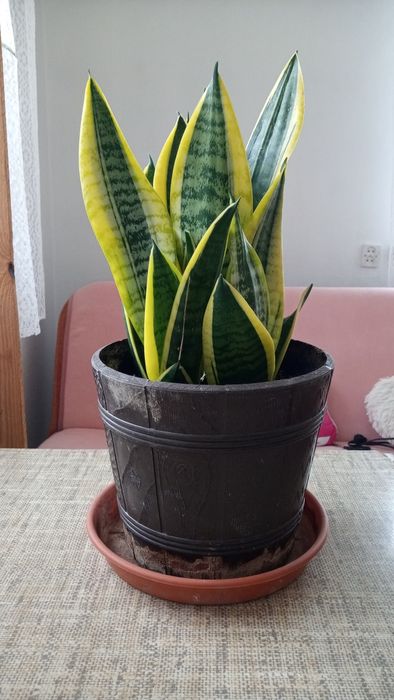 Sanseweria jęzory teściowej prywatna domowa 46cm wysokości