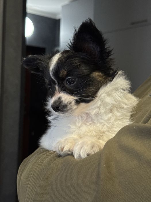 Папійон дівчинка