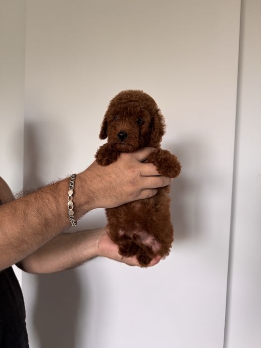 Маю дуже класний той пуделят редбрауни