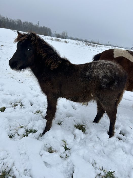 Sprzedam kucyka ogierka