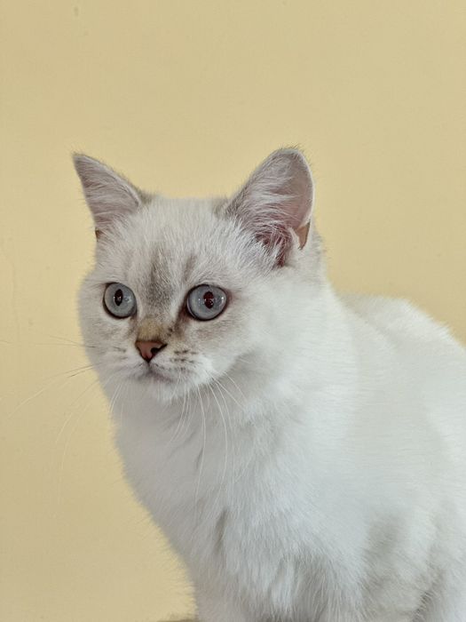 Британський котик