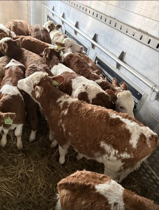 Byczki oraz jałówki mięsne