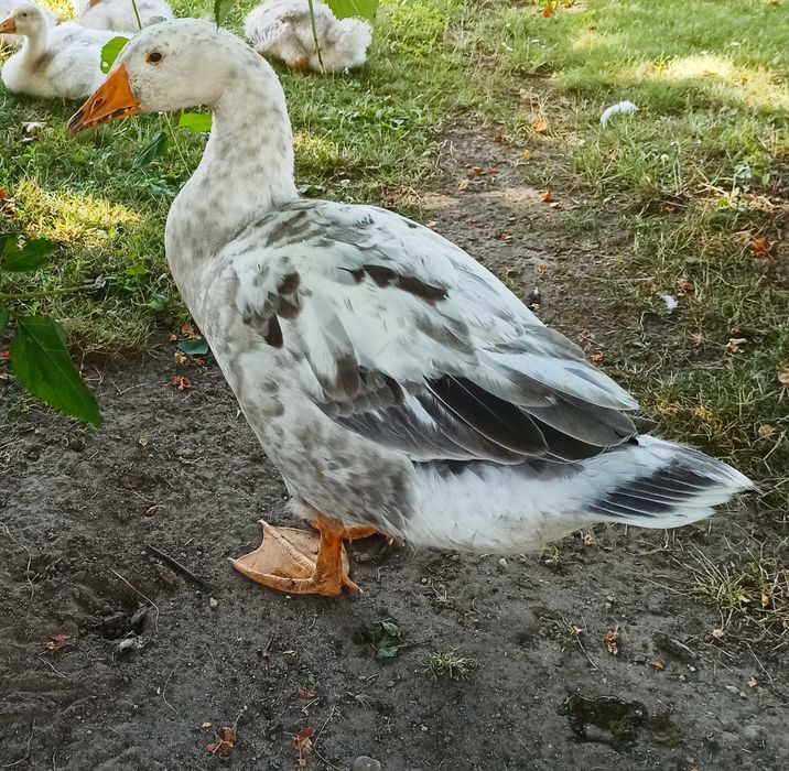 Sprzedam gęsi