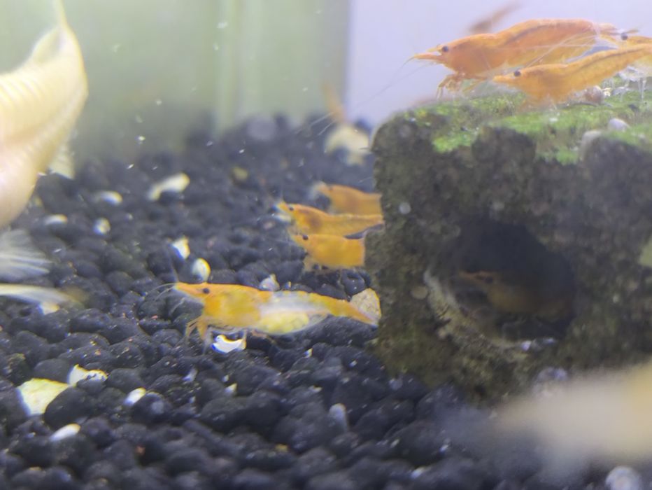 Neocaridina orange