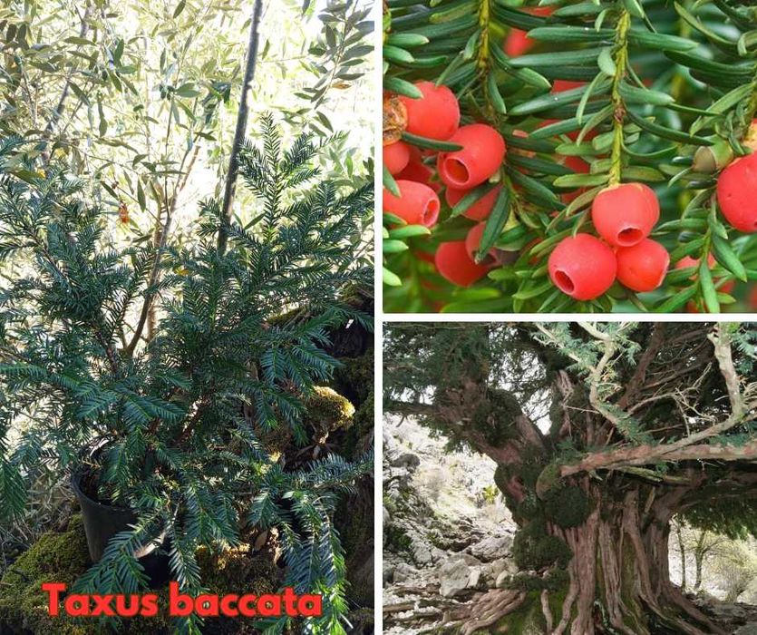 Taxus baccata - Teixo