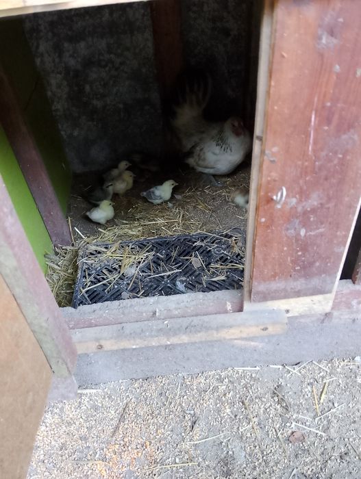Sprzedam kury liliputki