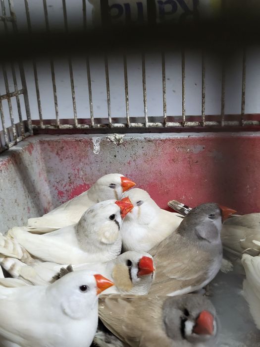 Zeberki australijskie