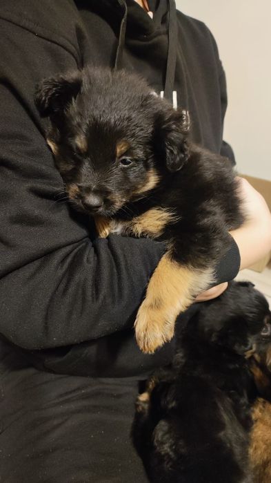 Oddam szczeniaki w dobre ręce.